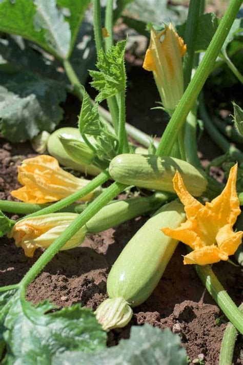 When To Harvest Zucchini Growfully