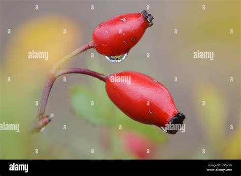 Hips And Haws Hi Res Stock Photography And Images Alamy