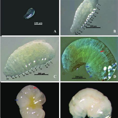 Final-instar larva under SEM: (A) Lateral view of fifth-instar larva... | Download Scientific ...