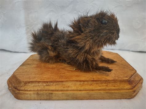 Guinea Pig Taxidermy Etsy