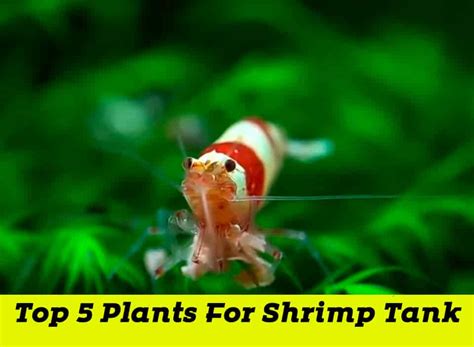 Top 5 Plants for Your Shrimp Tank - Shrimp and Snail Breeder