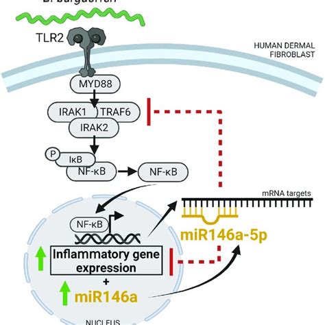 Model Of Mir A P Mediated Modulation Of Inflammatory Gene Expression