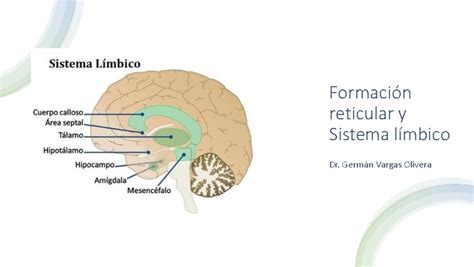 Formacion reticular y Sistema limbico 2023 Formación reticular y