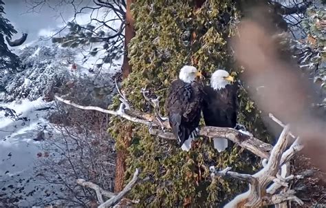 Live Bald Eagle Nest | Discovery K12