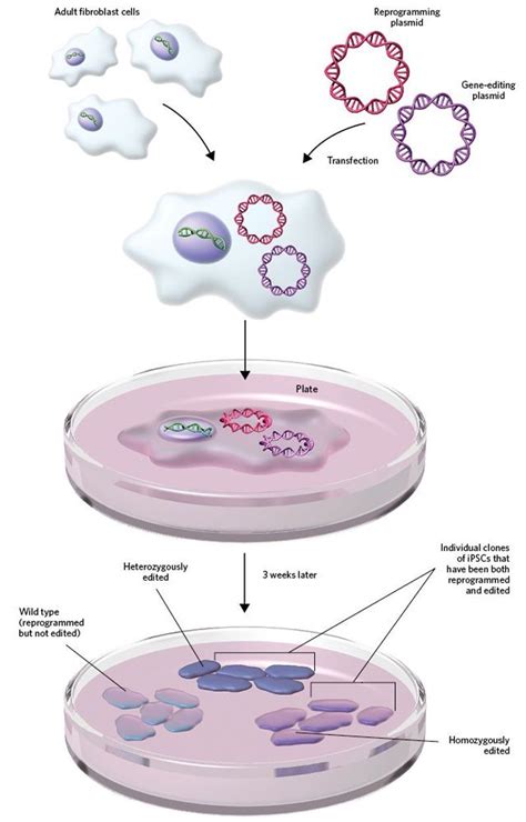 Researchers Make Knockout Stem Cell Lines In One Step The Scientist