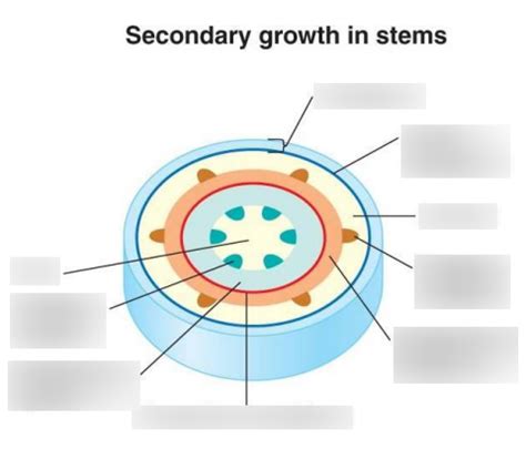 Botany Week 4 Gymnosperms Naked Seed Plants Diagram Quizlet