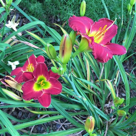 Photo Of The Entire Plant Of Daylily Hemerocallis Red Hot Returns Posted By Csandt Garden Org