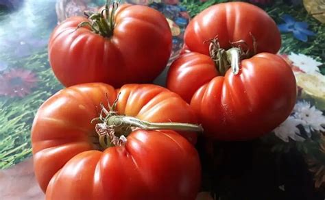 Cele Mai Gustoase Soiuri De Rosii Top Realizat De Producatori Tomato