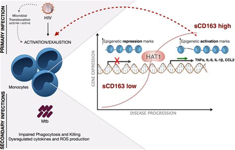 Schematic Representation Of The Events Of Primary HIV Infection And