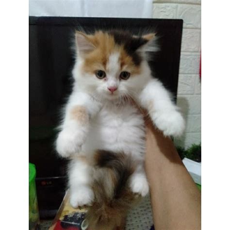 Jual Anak kucing anggora/kitten Persia flatnose/kitten Calico/kucing belang tiga/kucing Persia ...