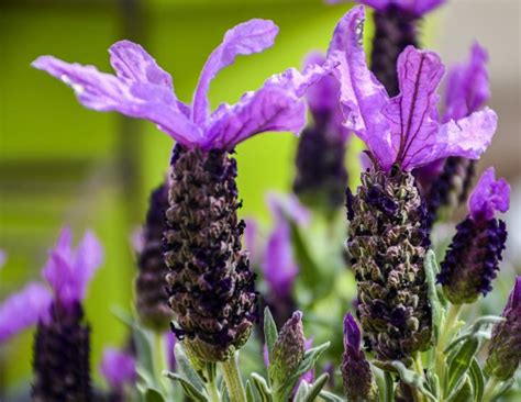 Caring for Lavender in Winter (Indoors & Outdoors) | The Old Farmer's ...