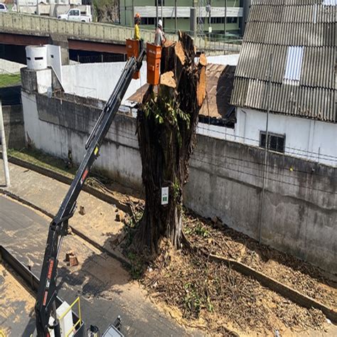 Prefeitura Conclui Poda Na “Árvore Da Vida” No Centro Notícias Empav