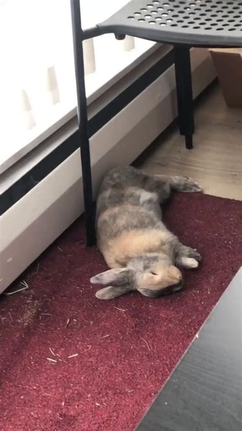 Bunny Flop Rabbitsoftiktok Bunnies Rabbitrescue Cutepets Video