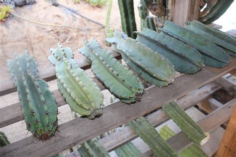 Cactus Cuttings for Sale