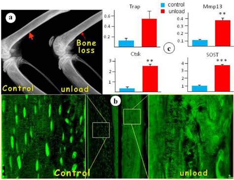 The Dual Function Of Osteocytes In Both Demineralization And