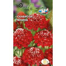 Скабиоза Янина алая Седек в Санкт-Петербурге
