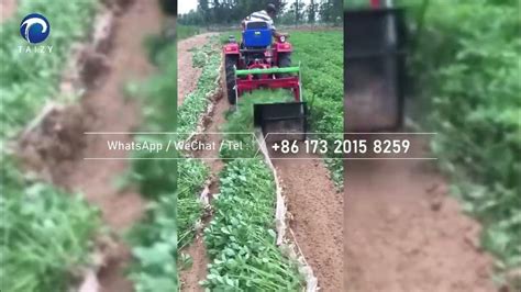 Good Performance Peanut Groundnut Harvesting Machine Working Effect Of