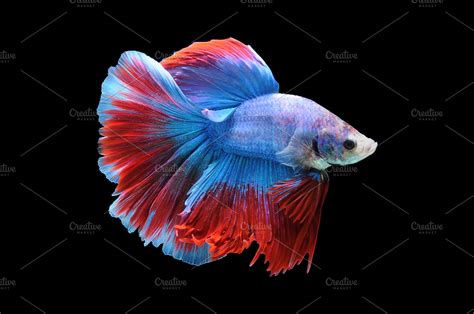 Betta Fish, Siamese Fighting Fish, | High-Quality Animal Stock Photos ~ Creative Market