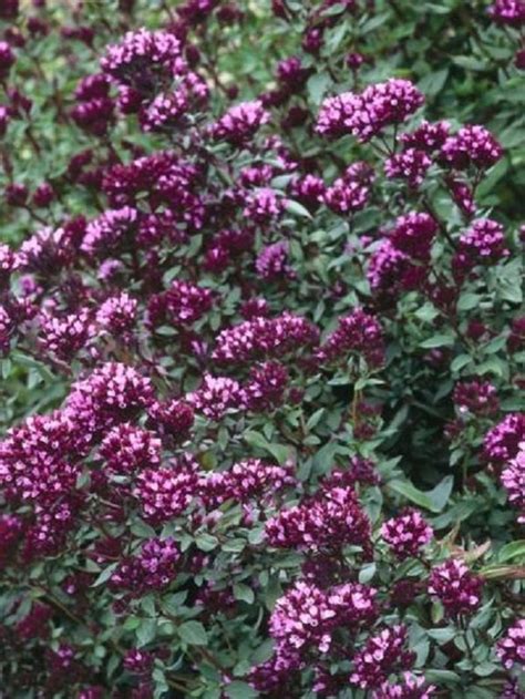 25 Ornamental Oregano Flower Seeds Etsy