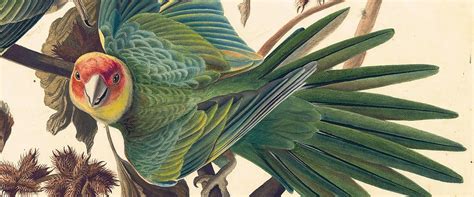 Extinct Species in Audubon's Birds of America