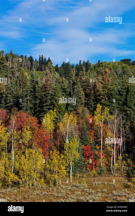 Fall colors, Alpine Loop, Wasatch Mountains, Utah Stock Photo - Alamy