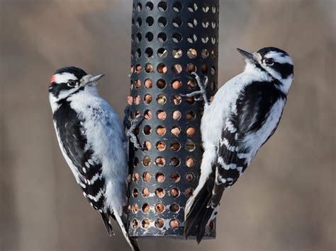 Female Downy Woodpeckers (Identification Guide: Male vs… | Birdfact