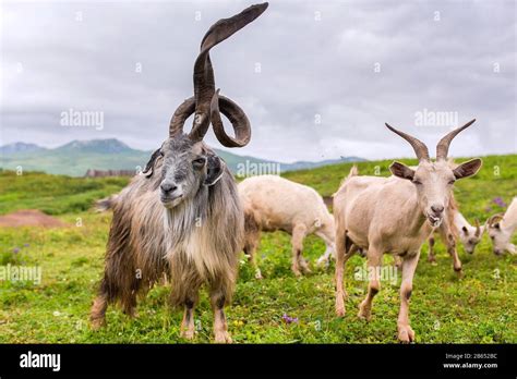 goat herd leader with huge horns unusual Stock Photo - Alamy