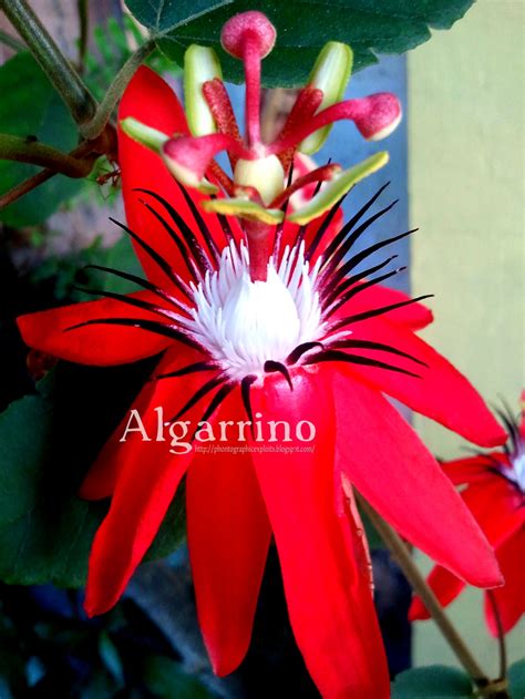 Passiflora Coccinea Red Passion Flower Phontographic Exploits