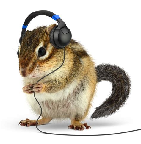 Funny Animal Chipmunk Listening Music On Earphones On White Stock