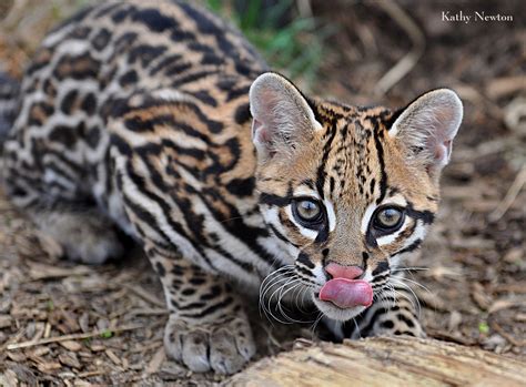 ozelot baby minecraft minecraft ocelot baby ocelot  mob
