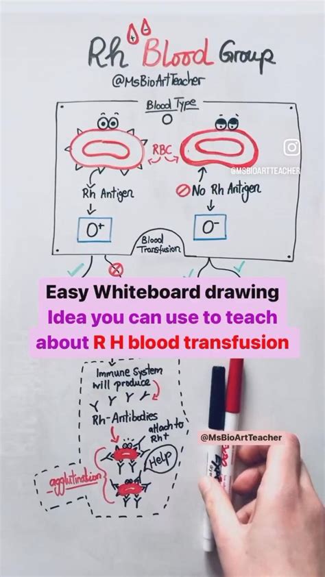 Rh blood group explained | Teacher lesson planner, Lesson planner ...