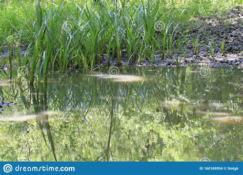 Nationaal Park Igneada Longoz Forests Turkije Stock Foto Image Of