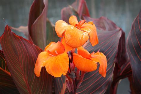 Cannas How To Plant Grow And Care For Canna Flowers The Old Farmer