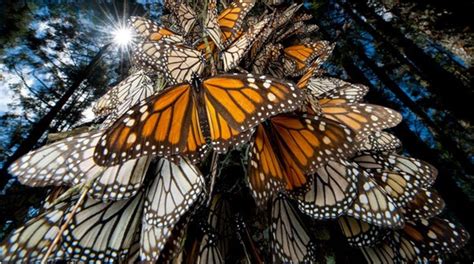 Reforestan reserva de la biosfera mariposa monarca en México Latam Green