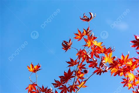 Maple Leaves Background And Picture For Free Download - Pngtree