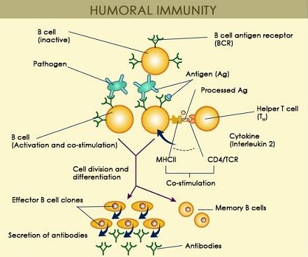 Antibody Mediated Immune Response Ami And Its Effector Mechanism