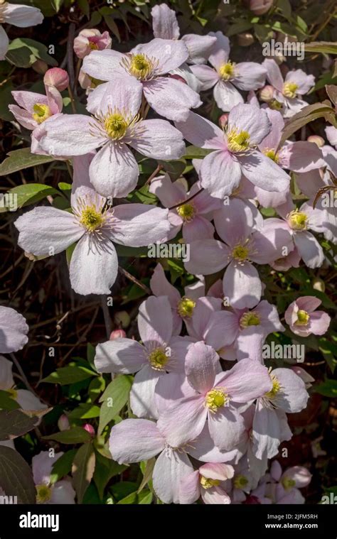 clematis climbing wall flower  res stock photography  images alamy