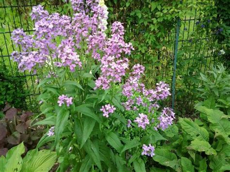 Damastbloem Hesperis Matronalis Purpurea