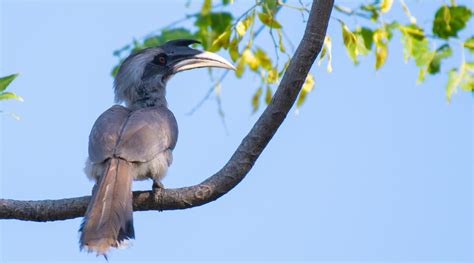 Birds Without Borders Indian Grey Hornbill The Conjugal Love Birds