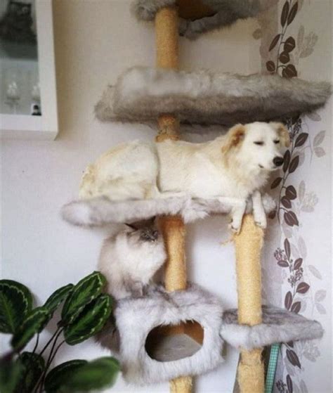 Cat-Cat-Cat — Сижукакхочу.