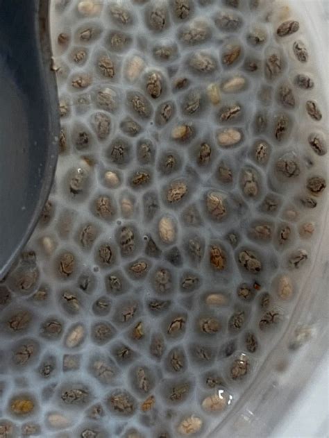 Чиа-пудинг на кокосовом молоке | Чиа, Семена чии, Кокосовое молоко