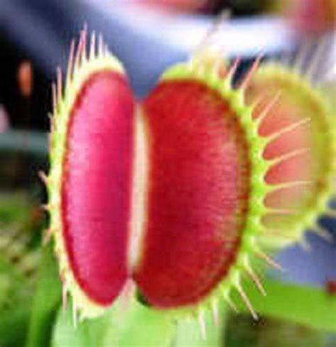 Carnivorous Venus Fly Trap Dionaea Muscipula Flower Seeds Etsy