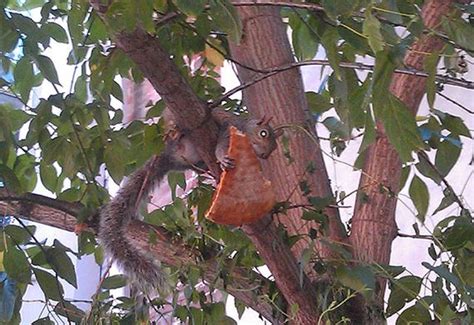 Squirrels Are Notorious Pizza Thieves Barnorama