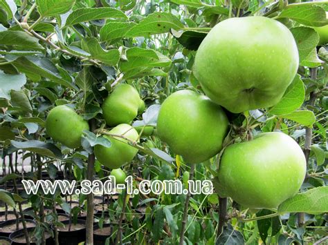 Яблоня Кальвиль Снежный Описание Фото – Telegraph