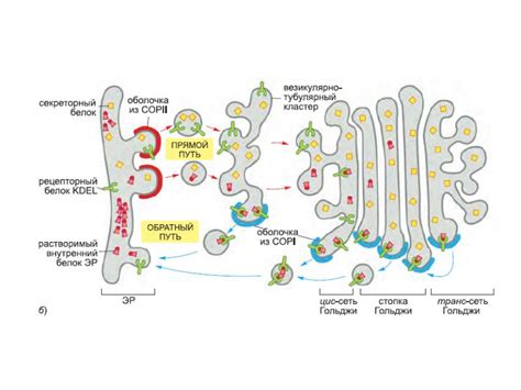 Занятие 8. Вакуолярная система