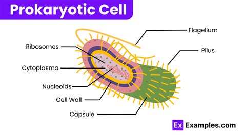 Prokaryotic Cell Definition Characteristics Structure Examples