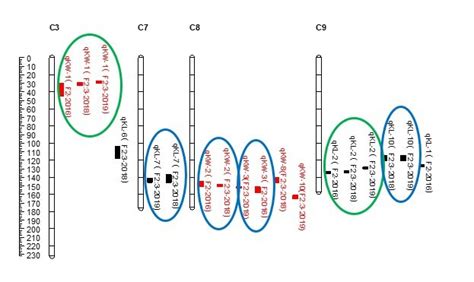 Qtl Locations For Kl And Kw Traits Studied In The F2 And F23