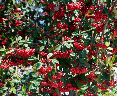 Winterberry red berry bush stock photo. Image of berries - 177369172