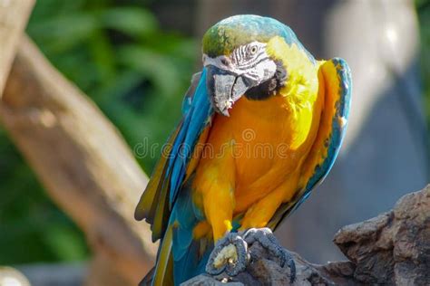 Macaw - Beautiful Tropical Parrots Stock Photo - Image of brazil ...