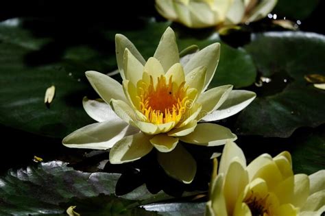 beautiful macro photography   flower  sunlight stock image image